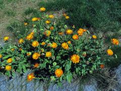 Měsíček lékařský (Calendula officinalis L.)