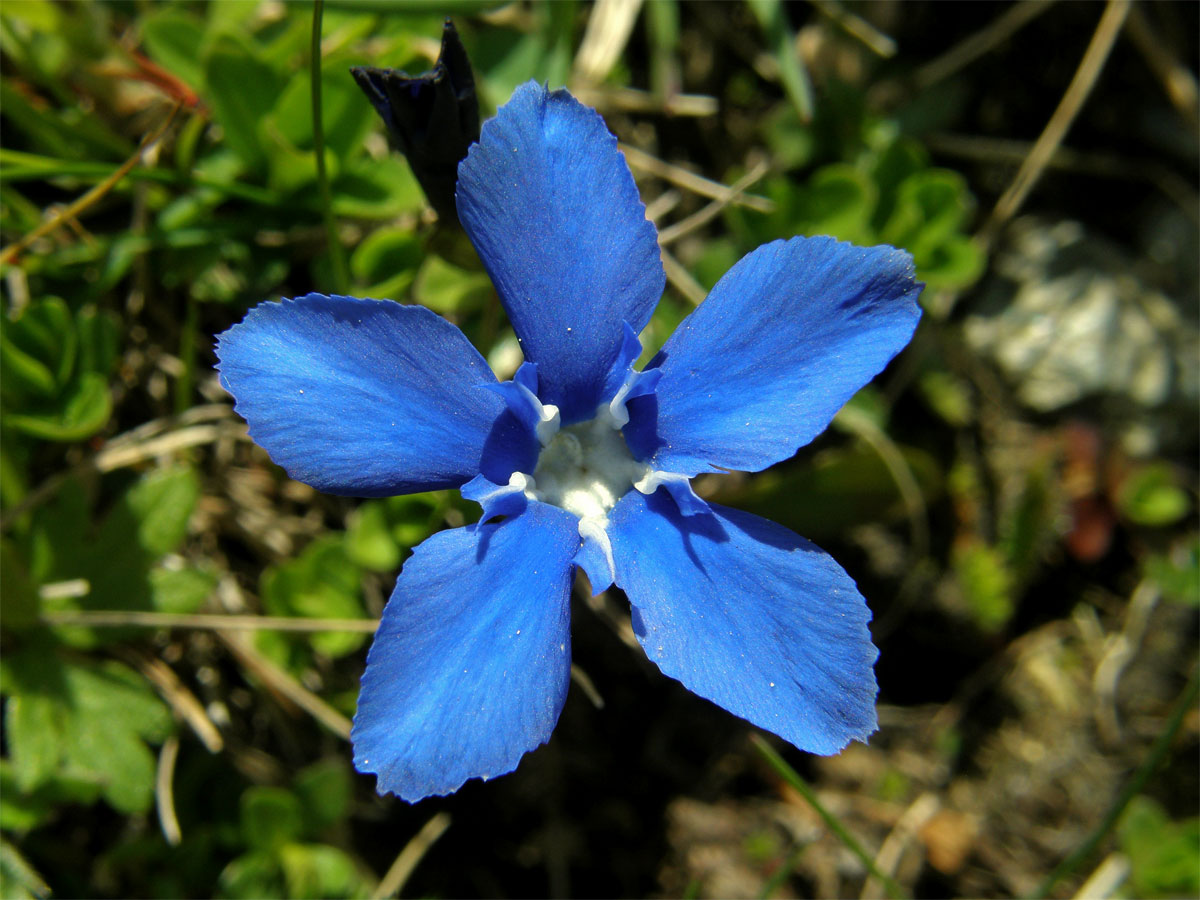 Hořec jarní (Gentiana verna  L.)