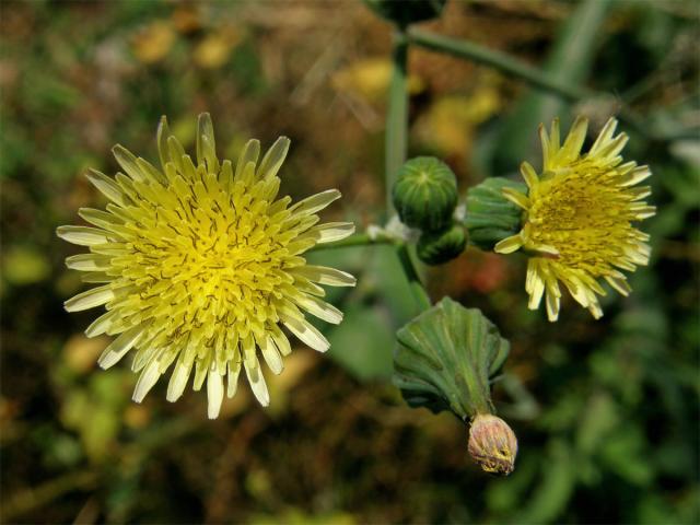 Mléč zelinný (Sonchus oleraceus L.)