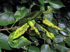 Hálky na mahalebce obecné (Prunus mahaleb L.)