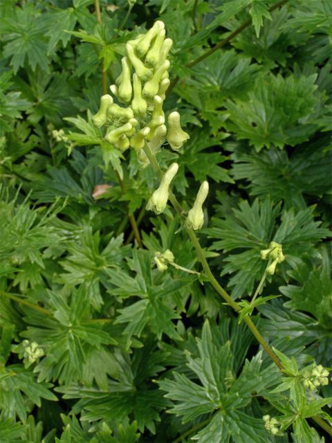 Oměj vlčí mor (Aconitum lycoctonum L.)