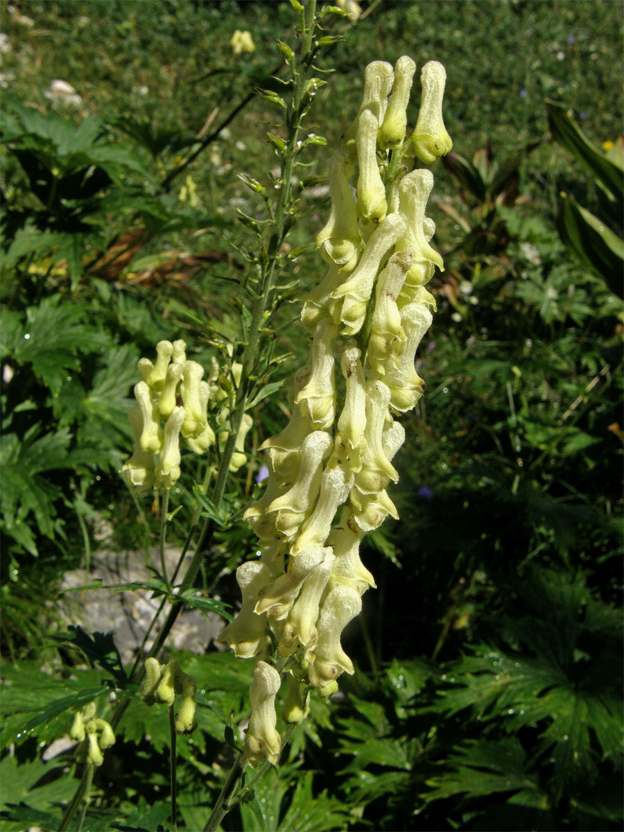 Oměj vlčí mor (Aconitum lycoctonum L.)