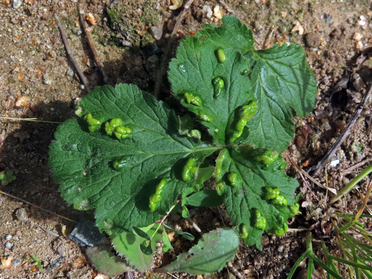 Hálky vlnovníka nahého (Cecidophyes nudus), kuklík městský