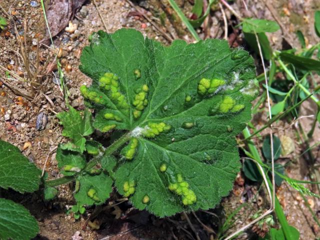 Hálky vlnovníka nahého (Cecidophyes nudus), kuklík městský