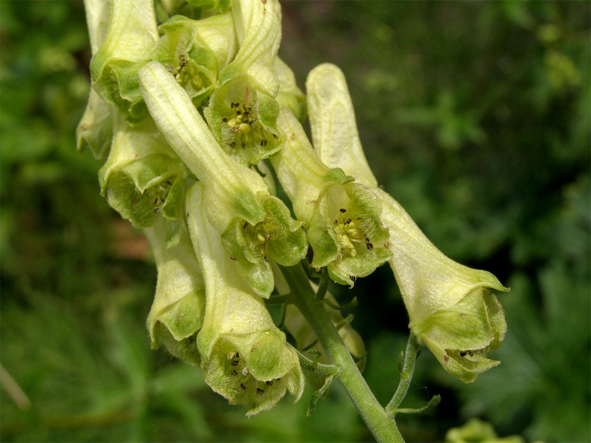 Oměj vlčí mor (Aconitum lycoctonum L.)