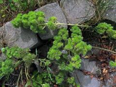 Hálky vlnovníka hadincového (Aceria echii), hadinec obecný