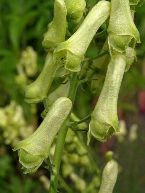 Oměj vlčí mor (Aconitum lycoctonum L.)