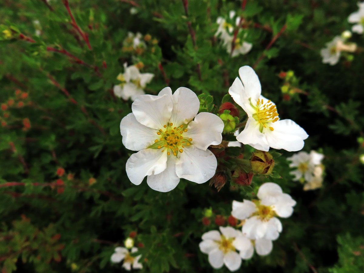 Mochna křovitá (Potentilla fructicosa L.), sedmičetný květ (5)