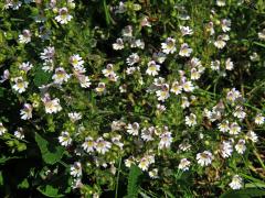 Světlík lékařský (Euphrasia rostkoviana Hayne)