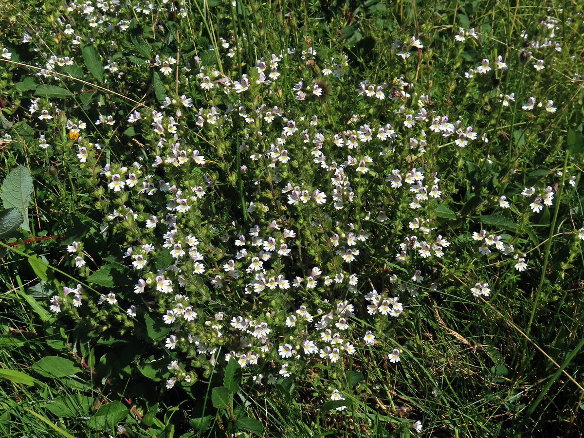 Světlík lékařský (Euphrasia rostkoviana Hayne)