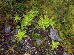 Tučnice obecná (Pinguicula vulgaris L.)