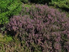 Vřes obecný (Calluna vulgaris (L.) Hull)