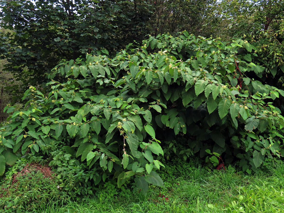 Křídlatka sachalinská (Reynoutria sachalinensis (Friedr. Schmidt) Nakai)