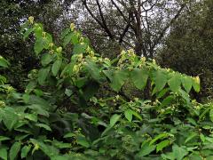 Křídlatka sachalinská (Reynoutria sachalinensis (Friedr. Schmidt) Nakai)