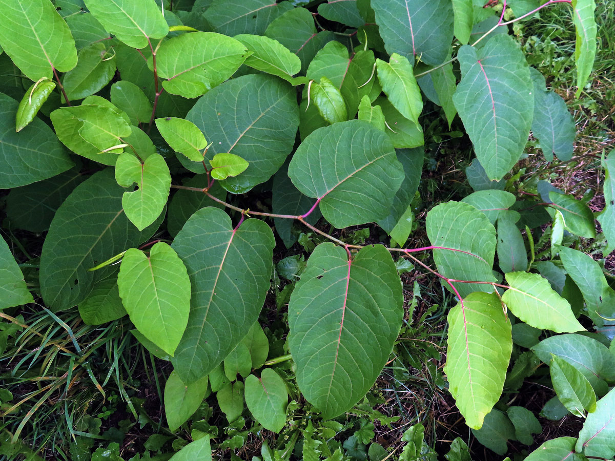 Křídlatka sachalinská (Reynoutria sachalinensis (Friedr. Schmidt) Nakai)