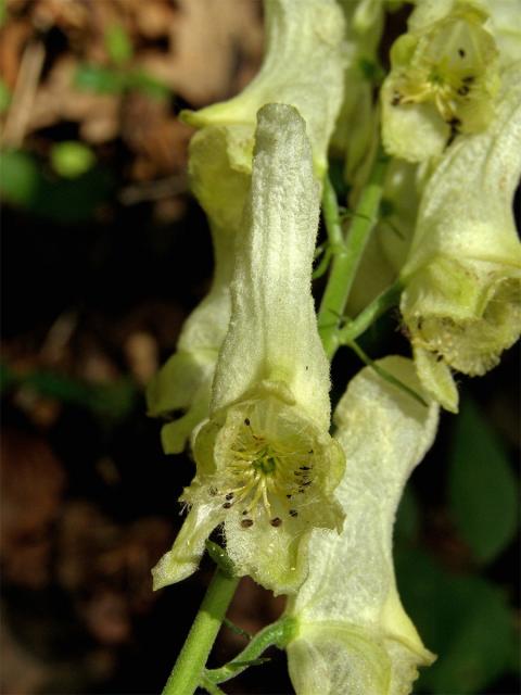 Oměj vlčí mor (Aconitum lycoctonum L.)