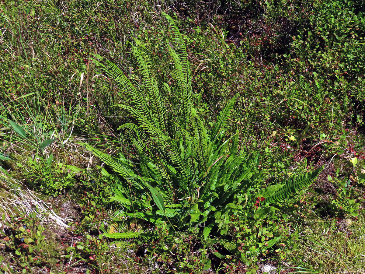 Žebrovice různolistá (Blechnum spicant (L.) Roth)