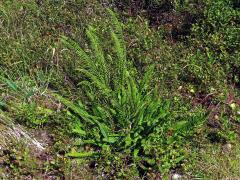 Žebrovice různolistá (Blechnum spicant (L.) Roth)