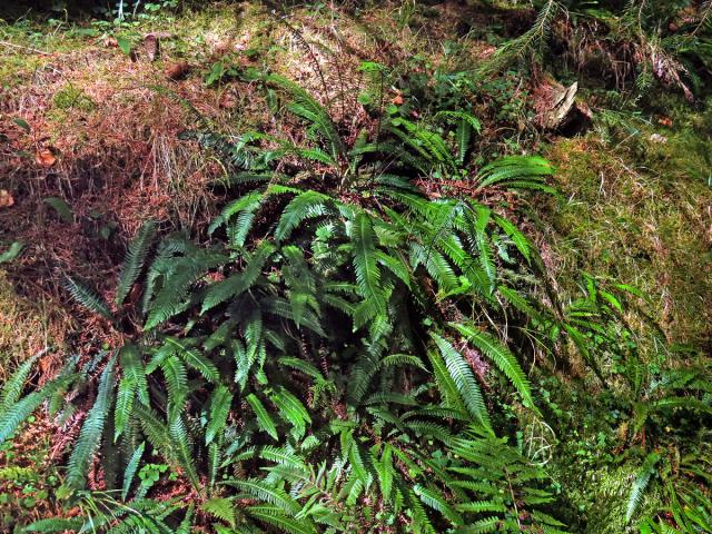 Žebrovice různolistá (Blechnum spicant (L.) Roth)