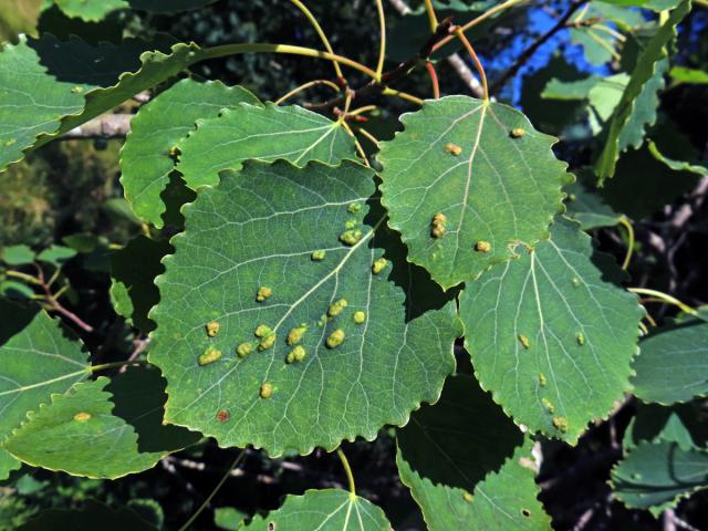 Hálky vlnovníka topololistého (Phyllocoptes populi), topol osika