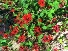 Ostálka úzkolistá (Zinnia angustifolia Kunth)