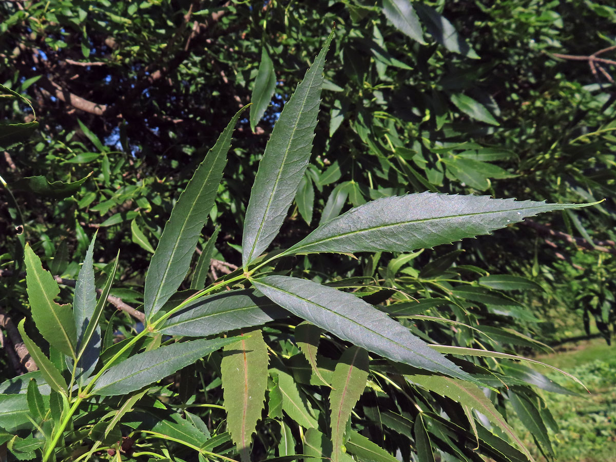 Jasan úzkolistý (Fraxinus angustifolia Vahl.)