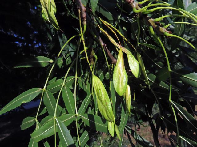 Jasan úzkolistý (Fraxinus angustifolia Vahl.)