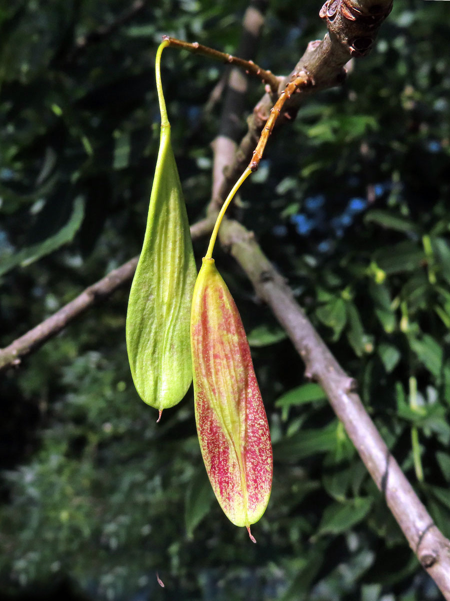 Jasan úzkolistý (Fraxinus angustifolia Vahl.)