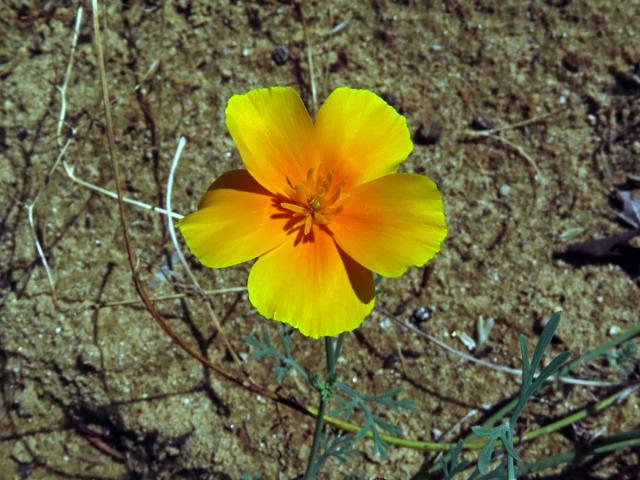 Sluncovka kalifornská (Eschscholzia californica Cham.), pětičetný květ (3)