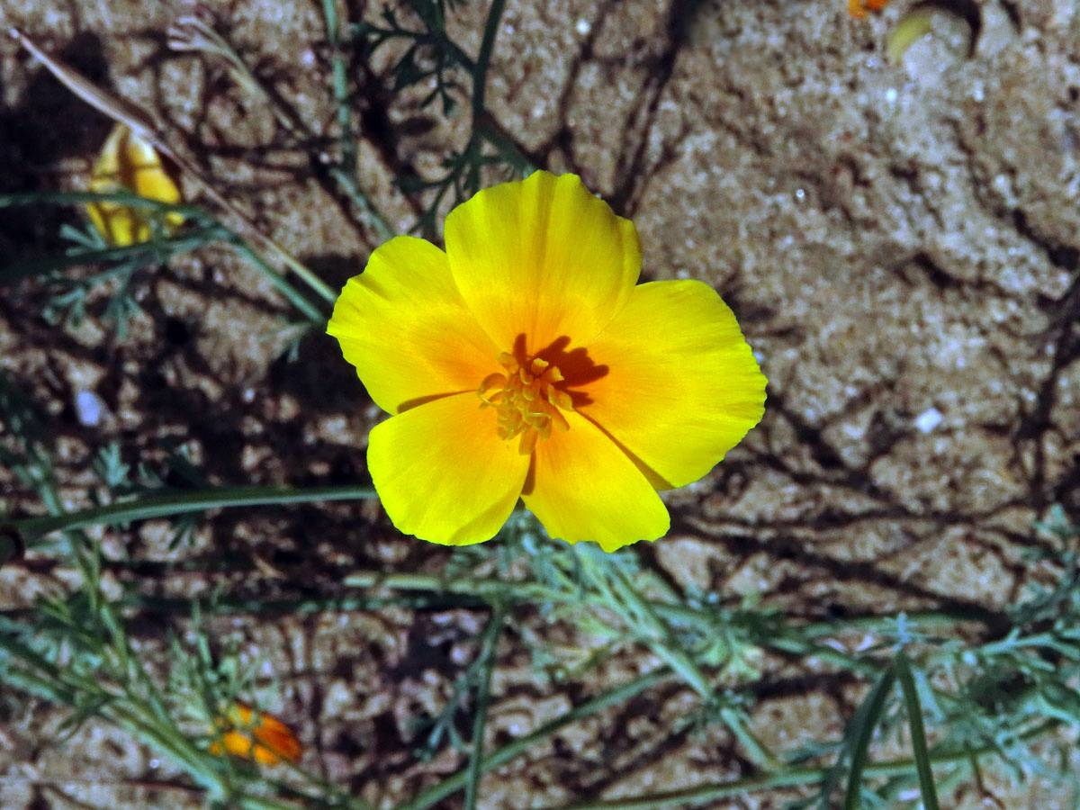 Sluncovka kalifornská (Eschscholzia californica Cham.), pětičetný květ (2)