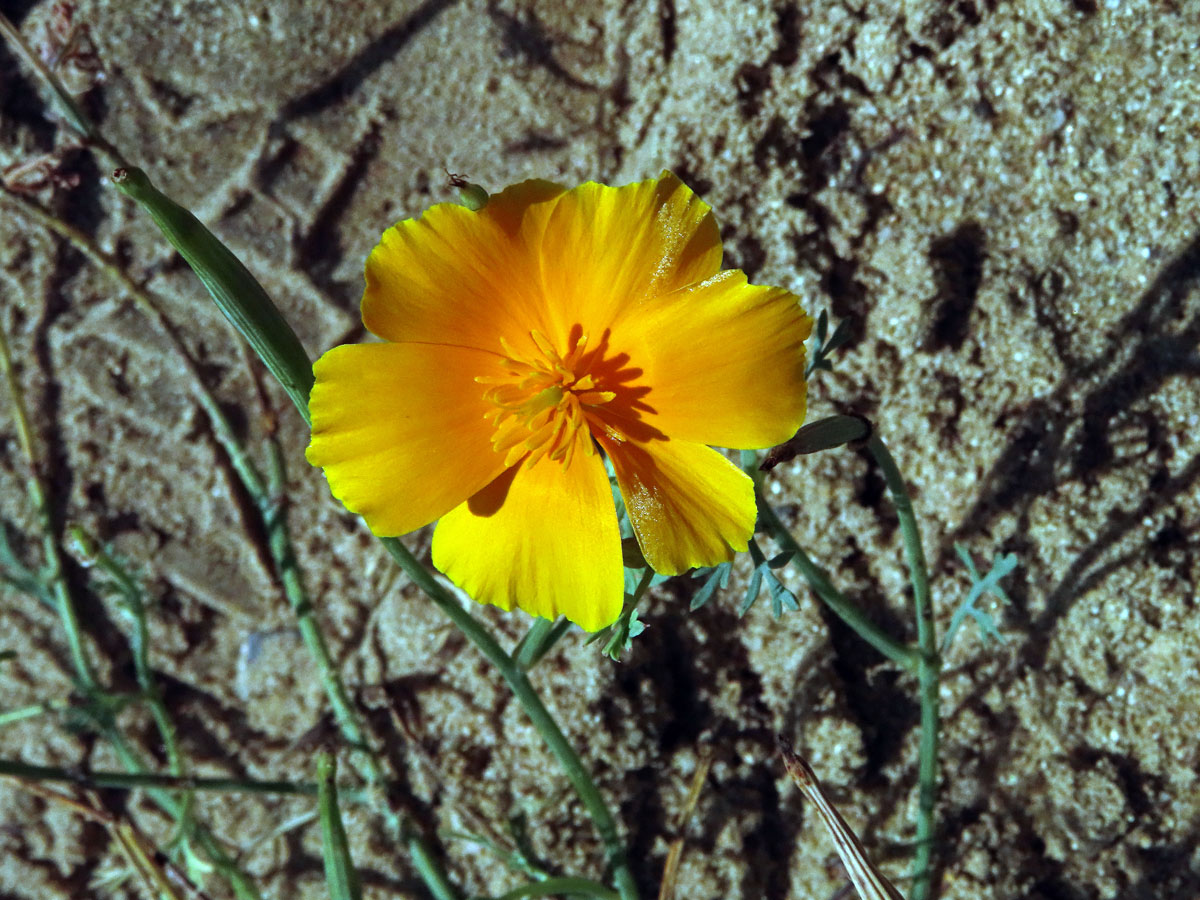 Sluncovka kalifornská (Eschscholzia californica Cham.), šestičetný květ (1)