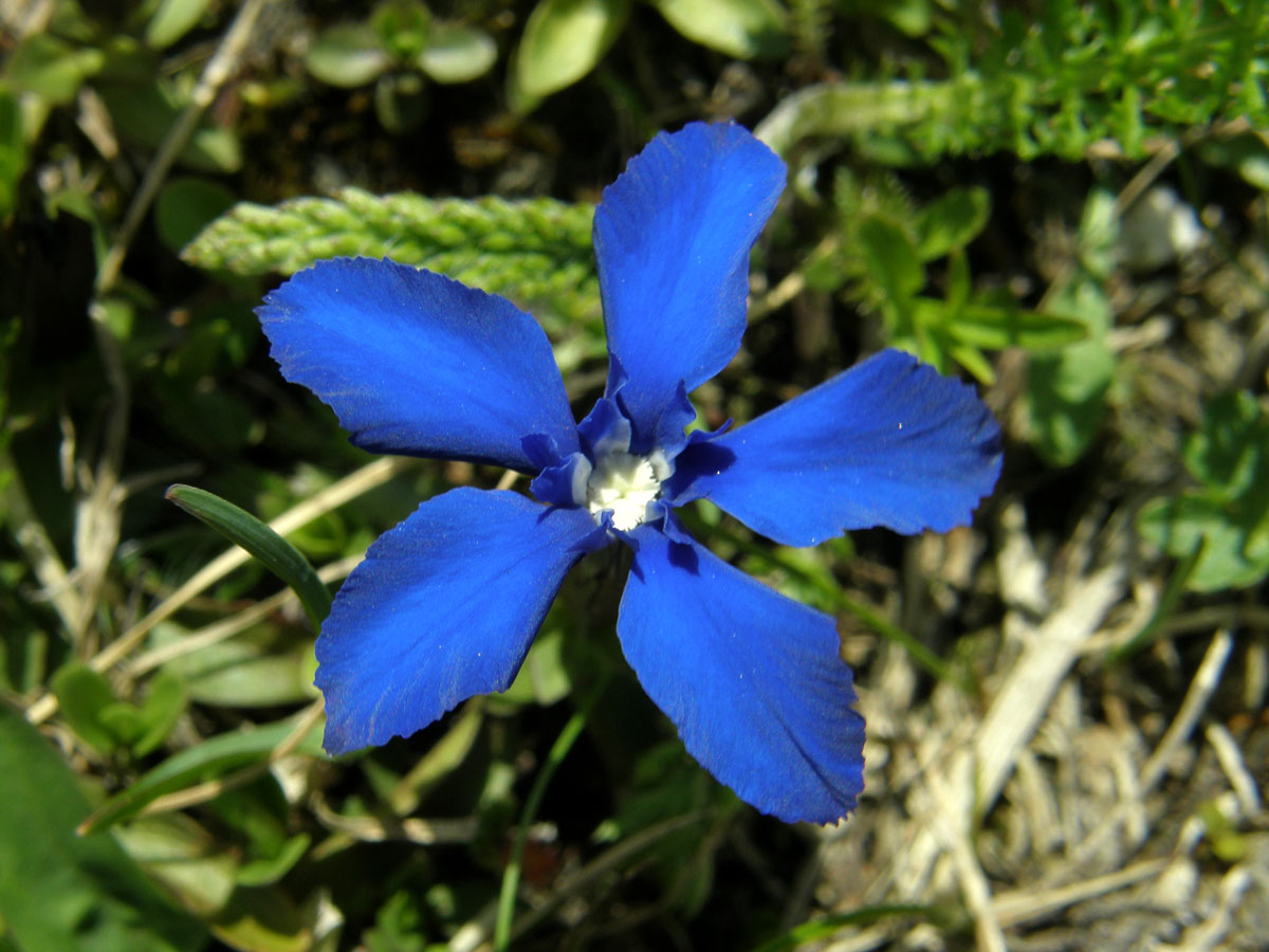 Hořec jarní (Gentiana verna  L.)