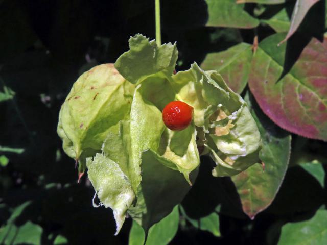 Klokoč zpeřený (Staphylea pinnata L.)