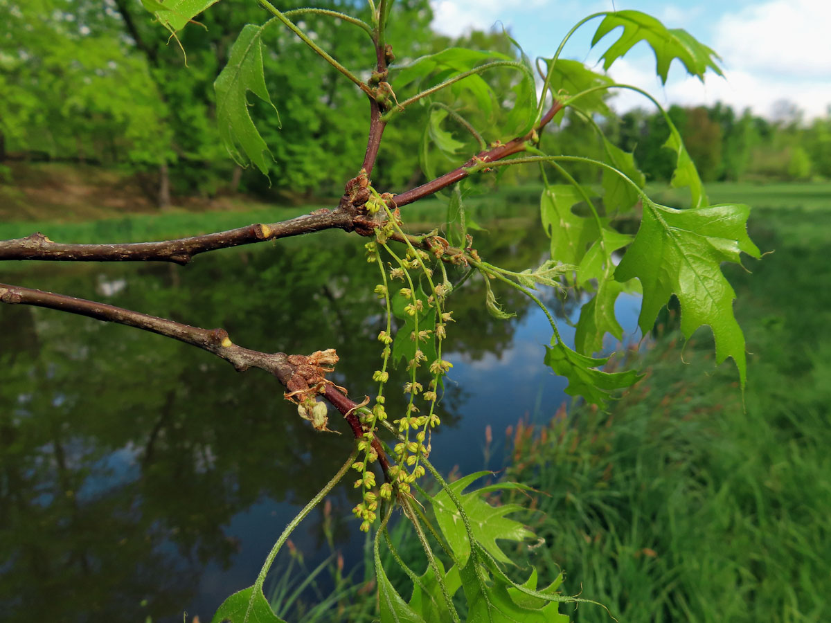 Dub bažinný (Quercus palustris Münchh.)