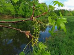 Dub bažinný (Quercus palustris Münchh.) 