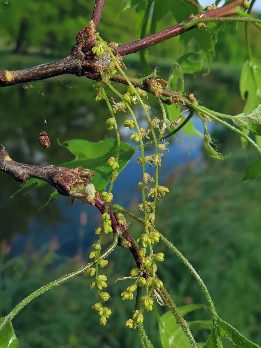 Dub bažinný (Quercus palustris Münchh.)