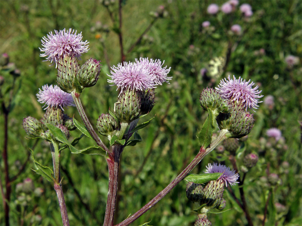 Pcháč oset (Cirsium arvense (L.) Scop.)