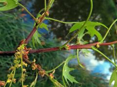 Dub bažinný (Quercus palustris Münchh.)