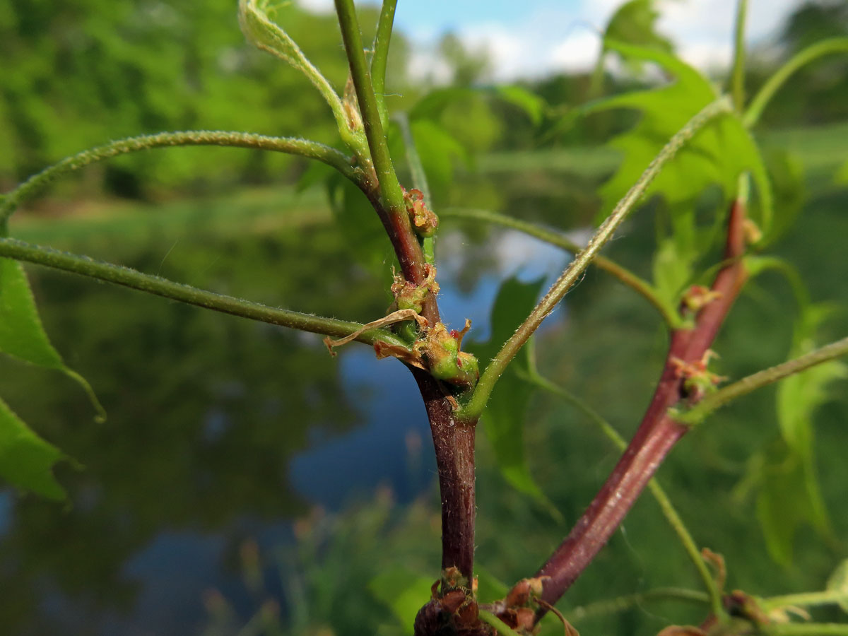 Dub bažinný (Quercus palustris Münchh.)