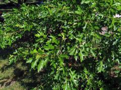 Dub bažinný (Quercus palustris Münchh.)