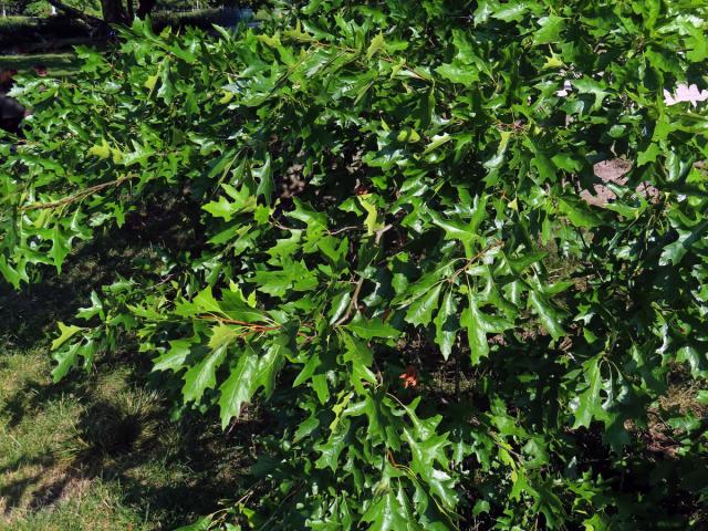 Dub bažinný (Quercus palustris Münchh.)