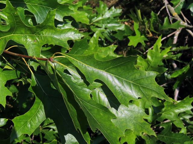 Dub bažinný (Quercus palustris Münchh.)