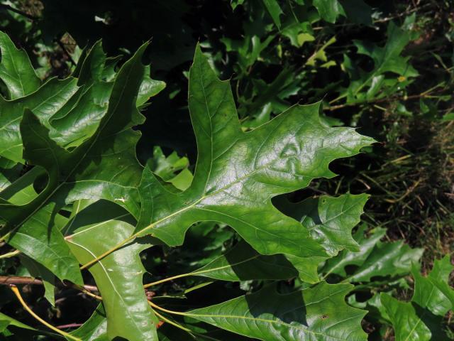 Dub bažinný (Quercus palustris Münchh.)