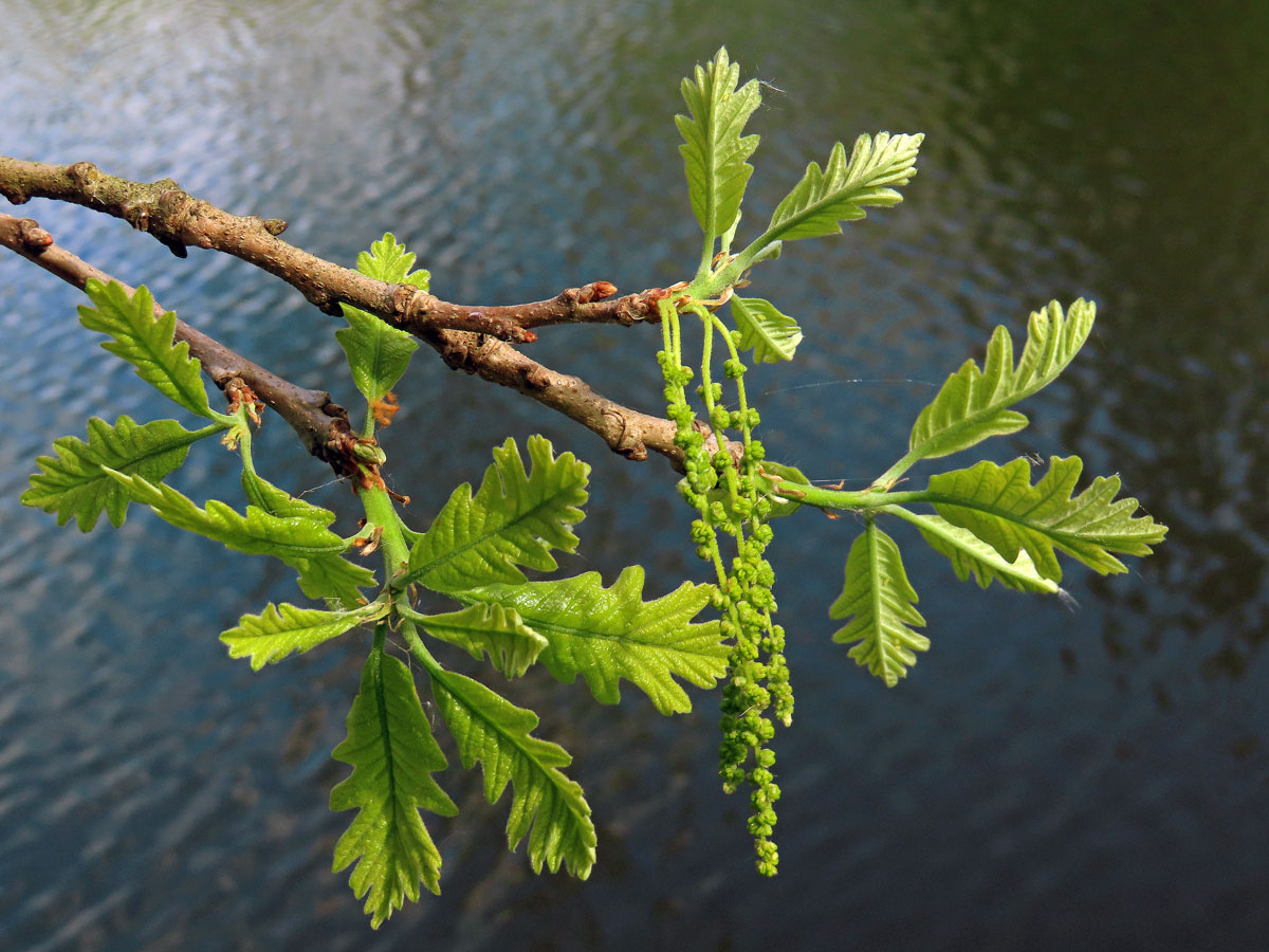 Dub velkoplodý (Quercus macrocarpa Michx.)