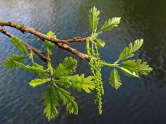 Dub velkoplodý (Quercus macrocarpa Michx.)