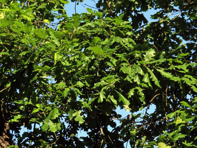 Dub velkoplodý (Quercus macrocarpa Michx.)