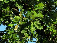 Dub velkoplodý (Quercus macrocarpa Michx.)