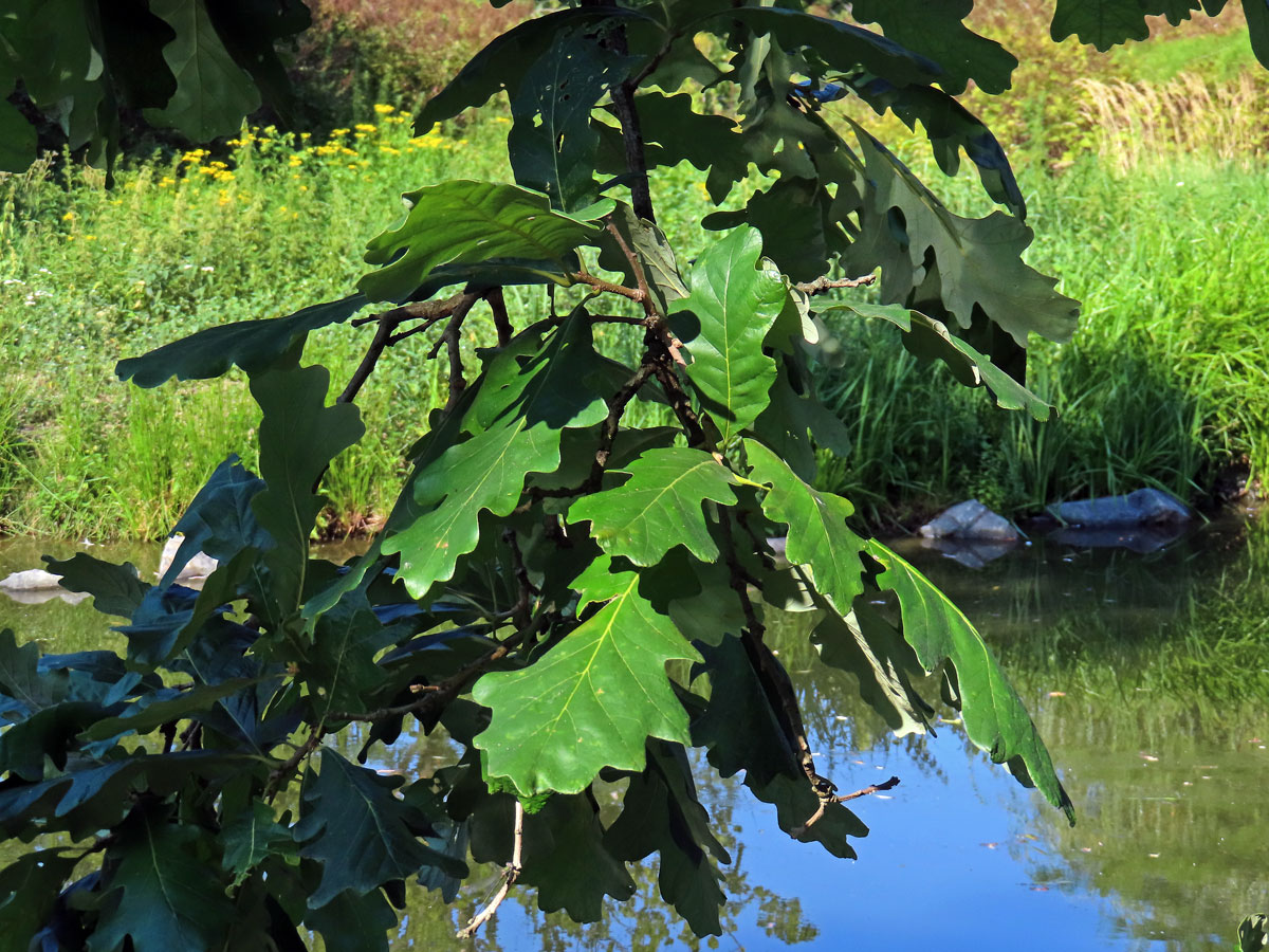 Dub velkoplodý (Quercus macrocarpa Michx.)