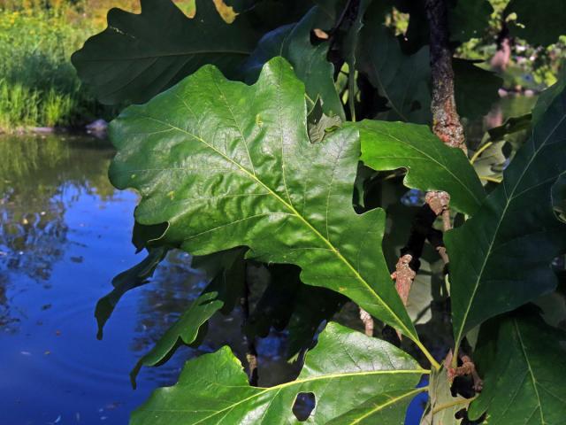 Dub velkoplodý (Quercus macrocarpa Michx.)