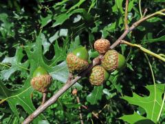 Dub šarlatový (Quercus coccinea Münchh.)